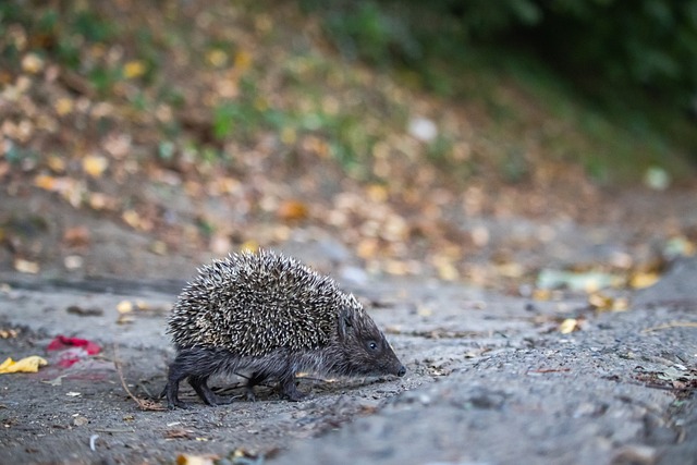 斯这样的 斯这样的